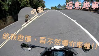 《小阿魯日常》｜ 環島時在台9丁路上竟然被猴子!? - Gsx R150