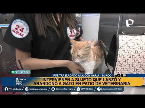 Intervienen a sujeto que abandonó a un gato en patio de veterinaria