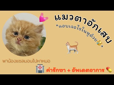 แมวตาอักเสบ🐈|ไรในหูแมว|พาน