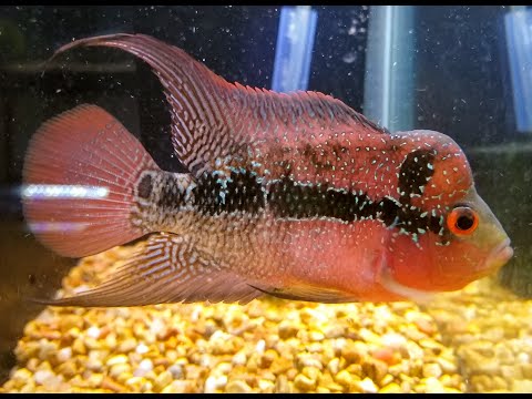 RIP Hope the Flowerhorn My flowerhorn Hope died suddenly.  This video features her (or, more likely, him).