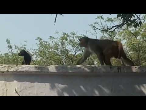 Monkey adopting orphaned puppy goes viral in India