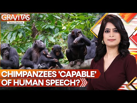 Gravitas: Study finds Chimpanzees maybe able to speak like humans | World News | WION