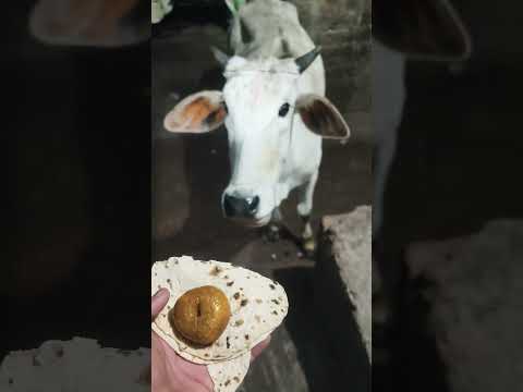 Jay go mata ki @आस्थागोभक्तिदेवभूमि #cow #gaumata #ekbharatshresthbharat #गौमाता #animals 🚩💥