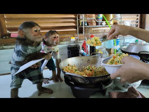 Mimi Kuku monkey holds a plate and urges Mom to fry rice quickly