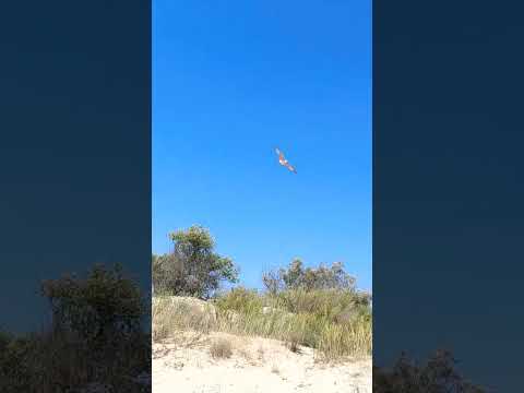 Интересные факты о чайках #чайка #seagulls #shorts