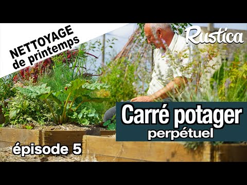 Carrés potager perpétuels au printemps -5- Une rhubarbe en héritage