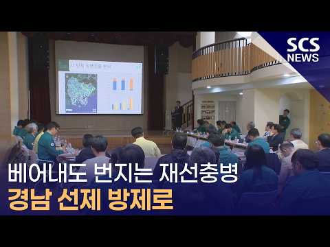 베어내도 번지는 재선충병  <strong>경남</strong> 선제 방제로