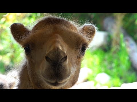 The Sound Of Silence - RELAXING ZOO ANIMALS