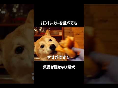 食べ方が綺麗すぎる柴犬