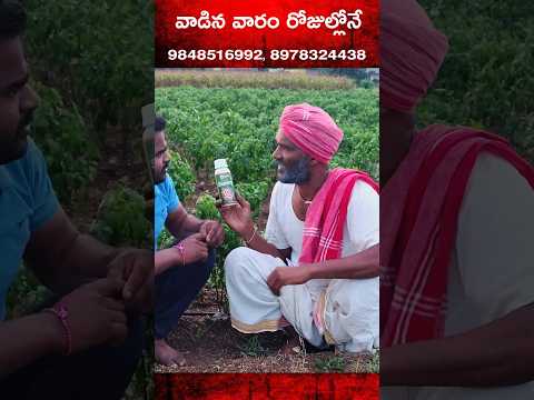మిరప పంటకు వరం ఈ మందు #trending #viral #shorts #palleramulu #agriculture #village #funny #asmr