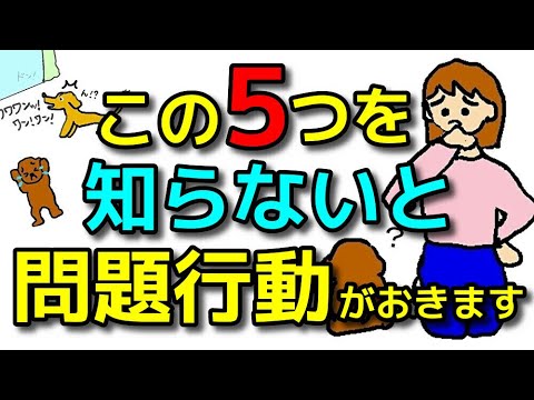【完全版 犬 しつけ】しつけ迷子さん必見！この５つが全てです！犬のしつけエマチャンネル【犬のしつけ＠横浜】