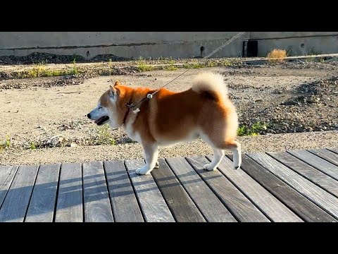 ウッドデッキリズミカルテクテク坊主