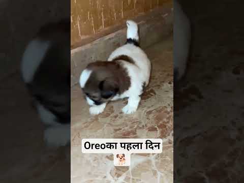 oreo🐕का पहला दिन#shorts #minivlog #comedy #dog#funny #vlog #reels #fun#viral #song #ytviral#ytshorts