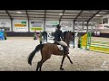 Show jumping horse Te koop prachtige merrie