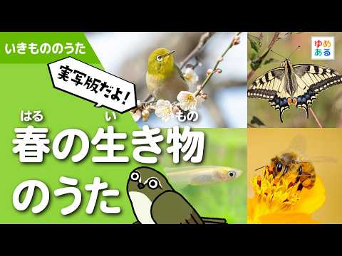 【実写版】春の生き物のうた🌸🦋🐝🐦