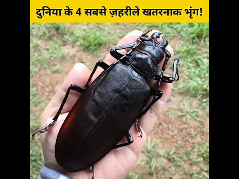 दुनिया के 4 सबसे ज़हरीले और खतरनाक भृंग! #shorts #animalfacts