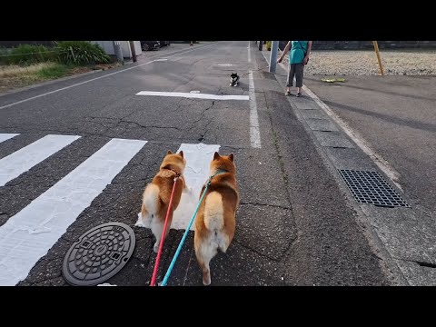 モモと仲間たちが待ち合わせる素敵なひととき サムネイル