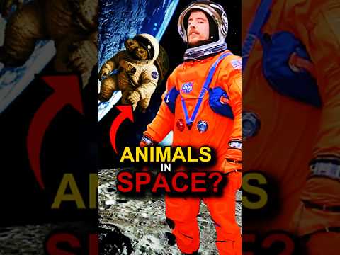 How Animals Changed Space Exploration