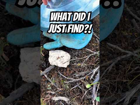 Did I just find the Cookie Monster hidden in the desert? Download the Geocaching app to play! 👀