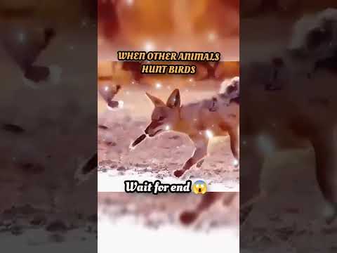 wait for end 😱 #trending#animals#wildlife#lion#shorts#youtube