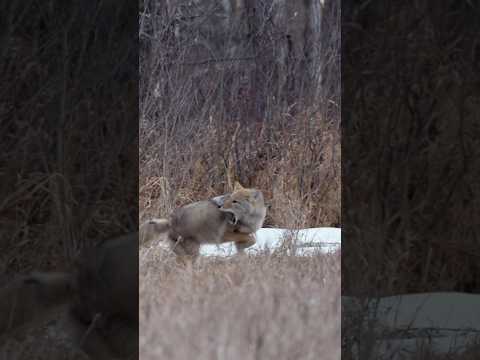 47 yard archery coyote shot! #coyote #predatorhunting #bowhunting