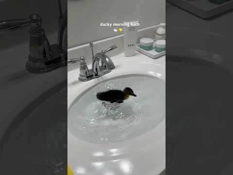 ducky morning bath 🛁🐤🫧 #bath #morning #duck #asmrsounds #shorts #cute