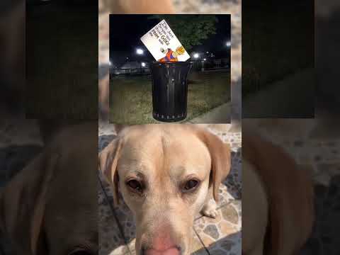 #memes #story #dog #shorts #pets
