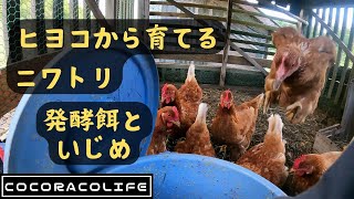 ヒヨコから育てるニワトリ～雨といじめと小粒たまご