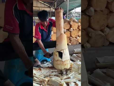 Pucuk Kelapa bisa dikonsumsi