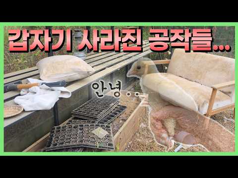 새끼들을 데리고 떠나버린 엄마 공작새...