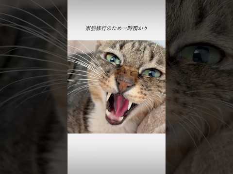 凶暴野良猫が幸せを掴むまで／ #猫 #保護猫 #shorts