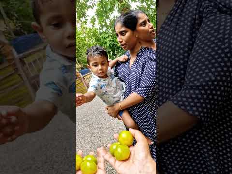 നാരങ്ങ parichalo 🫒#trending #nature #viral #food