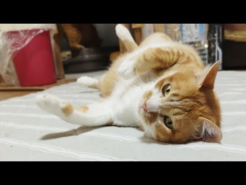ぼーちゃんがライブ配信中！　2025年6月28日