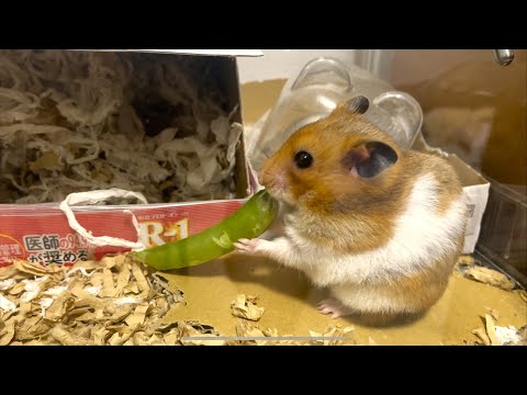 【声あり】スナップエンドウを飲み込むハムスターを撮影してみたいと思い、、、