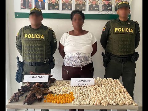 Policía capturó a mujer y decomisó más de 700 huevos de Iguana y otras especies en Playas de Barú