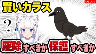 【獣医が解説】天才ガラスが自然界から消えた!? カラスの保護・駆除と知能の話【北国ここなの動物研究室】
