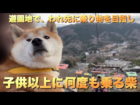 遊園地で、子供より先に乗り場を目指し、子供より周回する柴犬。さがみ湖MORI MORI