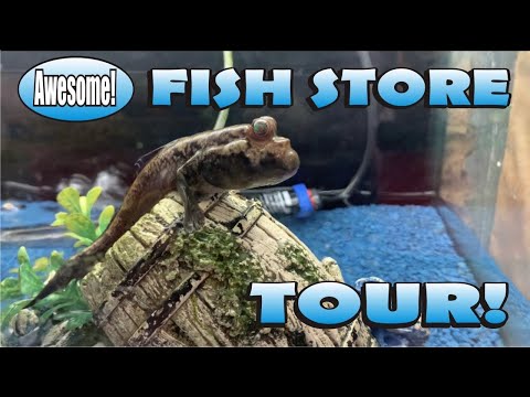 AWESOME FISH STORE TOUR!!! NEW!!! The reasons for the demise of these shops is as varied as the shops themselves. Some blame the rise 