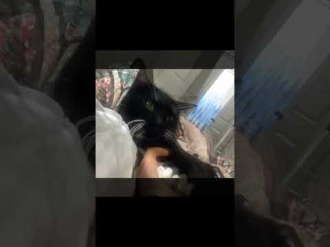 Last Video + Song - NO CHEATING!