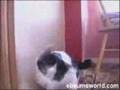 Head banging cat