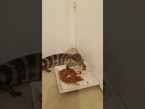 Blue-Tongued Skink Getting His Xmas Lunch After He Was Caught Trying Open Bedroom Door #wildlife
