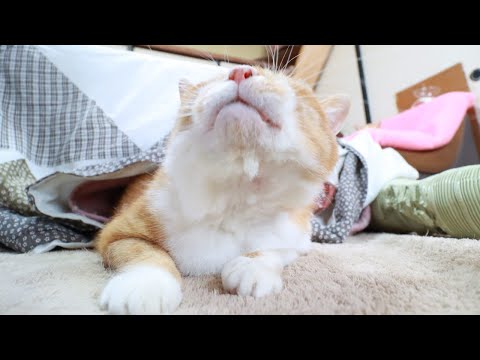 猫の動画サムネイル - ぼーの顔なでなで　250627
