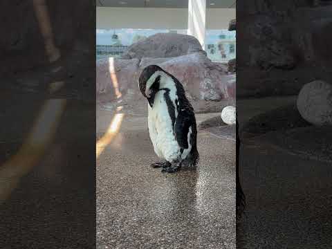 京都水族館のケープペンギンを詳しく紹介します サムネイル