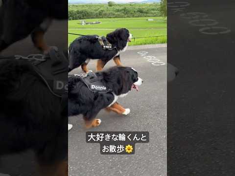 輪くんとお散歩🌼 #バーニーズマウンテンドッグ