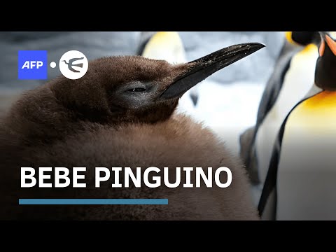 Pesto, el pingüino rey bebé famoso por su tamaño