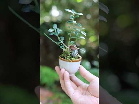 ツゲのおちょこ豆盆栽 秋の手入れ