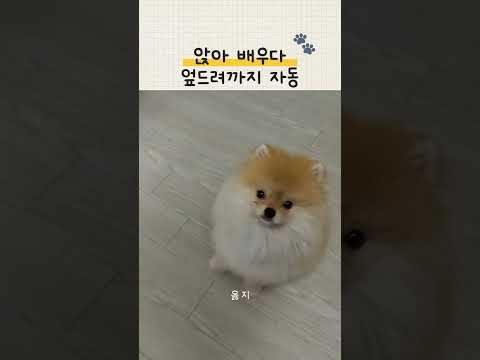 <strong>아기</strong> 포메 앉아 배우다 엎드려까지