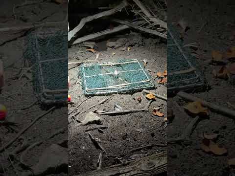 Я поймал Огромного Краба голыми руками! Выживание: Новый сезон (Часть 4)