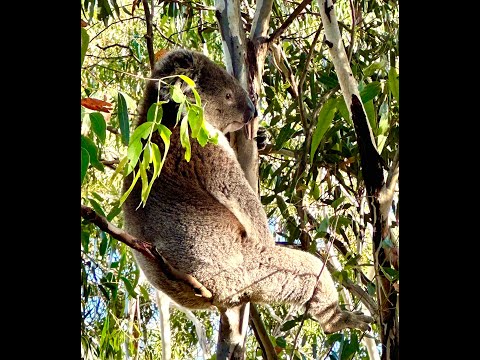 Mr. Koala Hanging Out With Us At Our BBQ