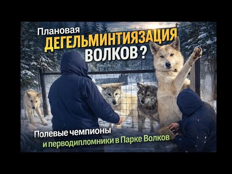 Глистагоним всех ВОЛКОВ 😱 Парк ВОЛКОВ 🐺